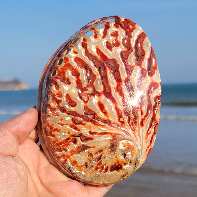 Aquarium Fish Names - Home Decoration Red Pattern Abalone SeaShells