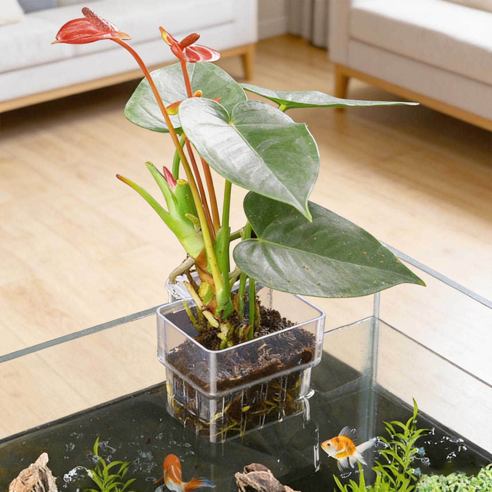Aquarium Plant Basket Transpar - огляд і ціна Aquarium Fish Names