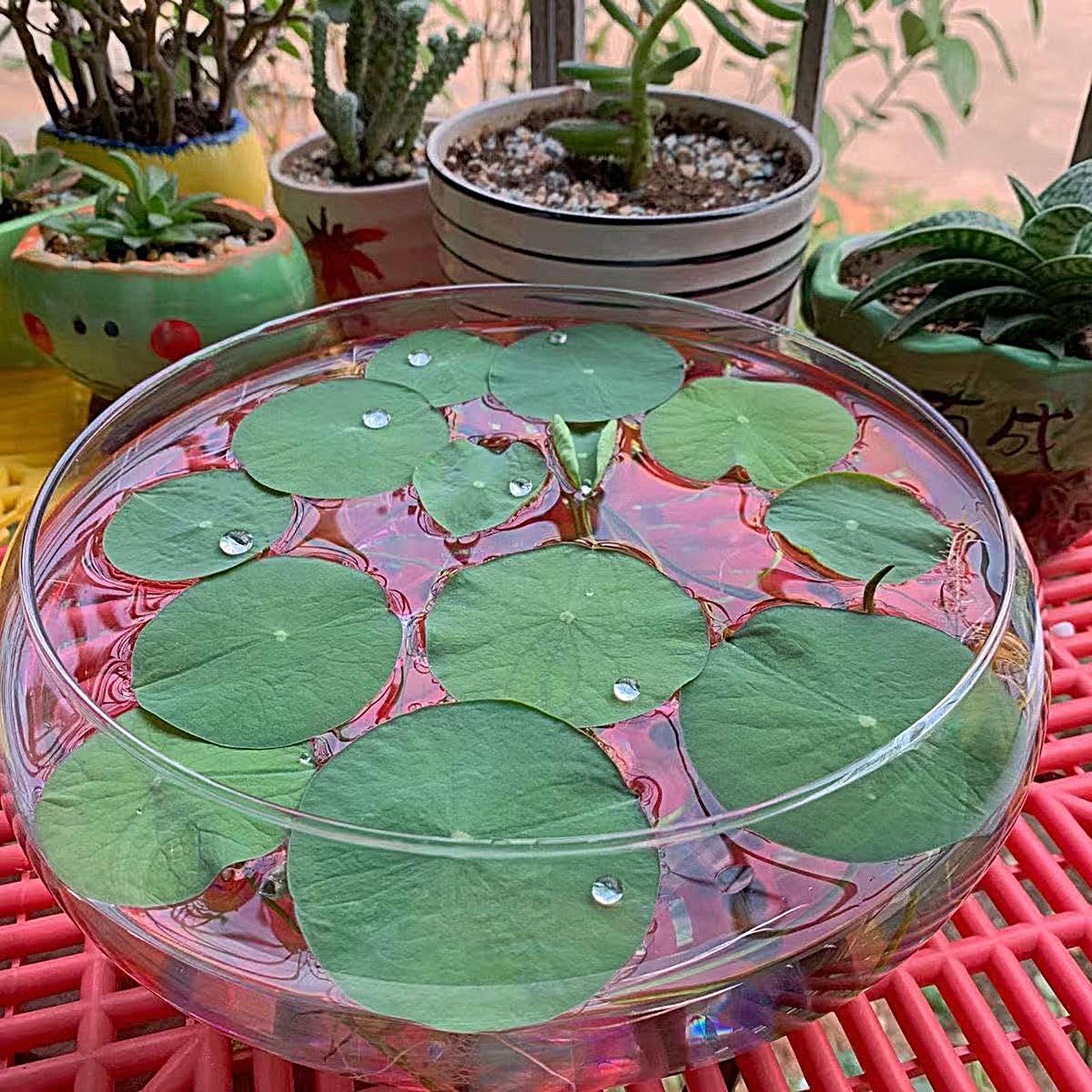 Fish Glass Bowl Glass Large Hy - огляд і ціна Aquarium Fish Pot