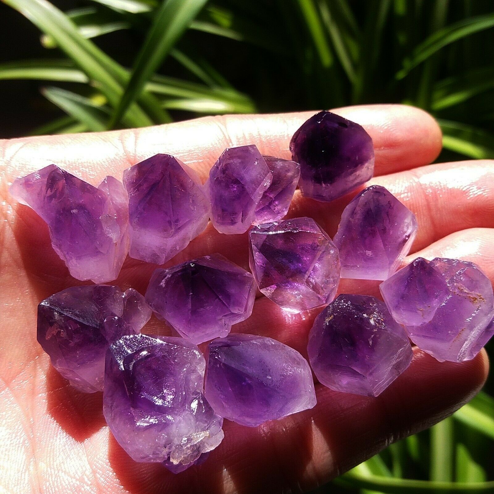 Natural Unique Lavender Amethy - огляд і ціна Aquarium Fish Unique